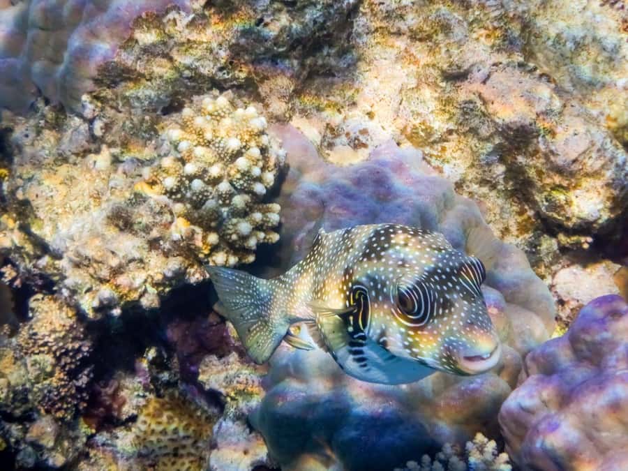 Hurghada: 3 Islands, Dolphins & Snorkel Yacht Trip w/ Lunch - Comfort, safety, and the reality of a full day at sea