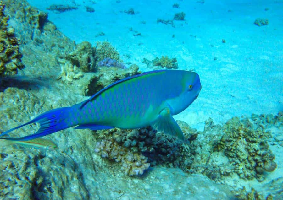 Hurghada: 3 Islands, Dolphins & Snorkel Yacht Trip w/ Lunch - Is $47 good value for this day?