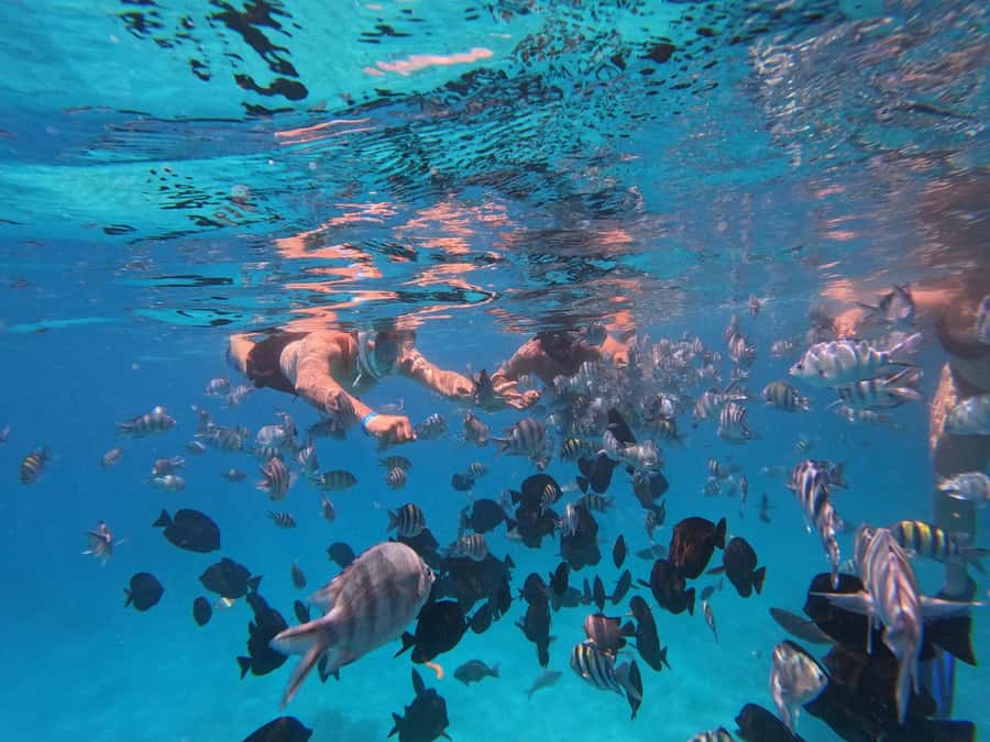 Hurghada: 4 Island Hopping Tour Dolphin, Snorkeling & Lunch - Lunch, shade, and the practical comforts