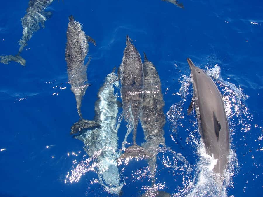 Hurghada: All-Inclusive Elite VIP Dolphin House & Massage - Key points to know before you book