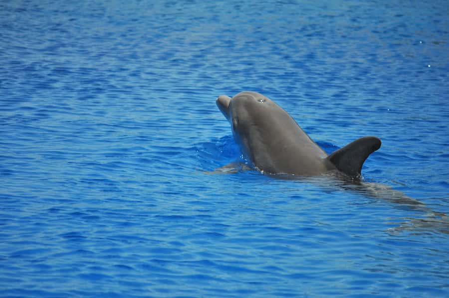 Hurghada: All-Inclusive Elite VIP Dolphin House & Massage - Three snorkeling areas, three different moods