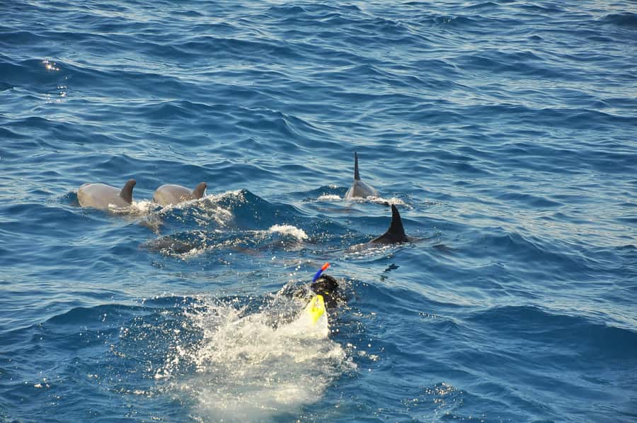 Hurghada: All-Inclusive Elite VIP Dolphin House & Massage - Food and drinks between the water stops