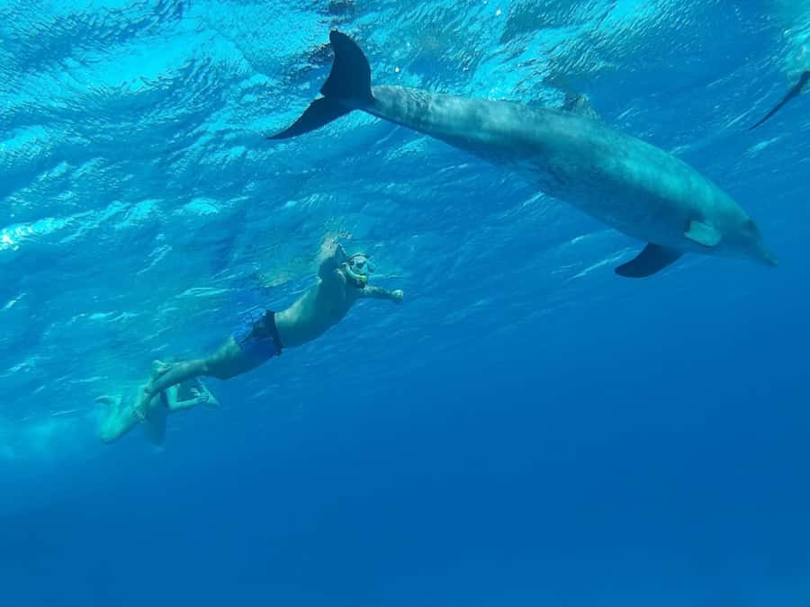 Hurghada: All-Inclusive Elite VIP Dolphin House & Massage - Is $45 good value?