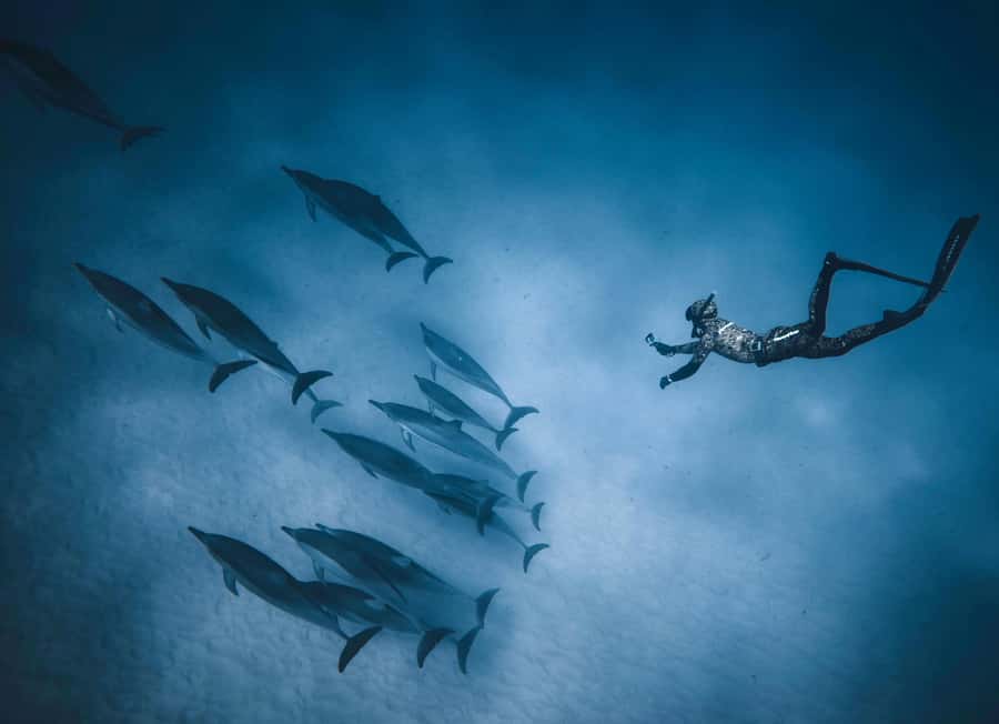 Hurghada: All-Inclusive Elite VIP Dolphin House & Massage - Who should book this Red Sea day?