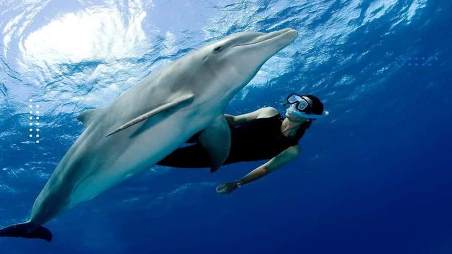 Hurghada: All-Inclusive Elite VIP Dolphin House & Massage - Watching wild dolphins at Dolphin House