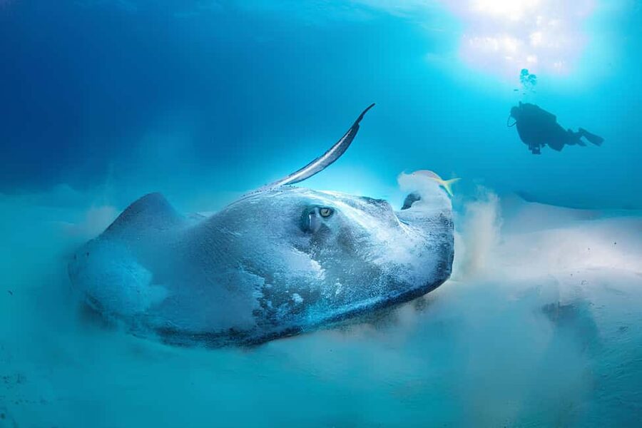 Hurghada: Beginners Scuba Diving Full-Day Boat Trip & Lunch - Snorkeling gives the day a second rhythm