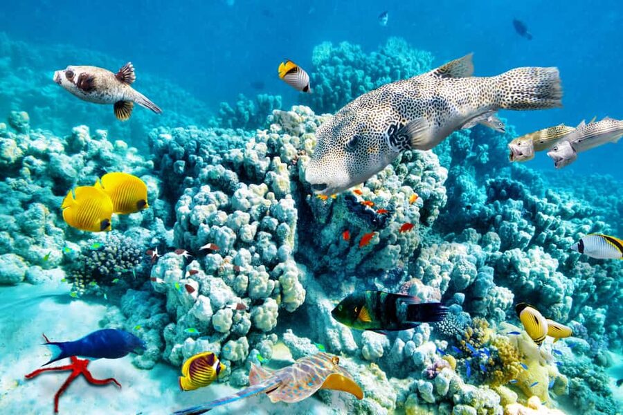 Hurghada: Beginners Scuba Diving Full-Day Boat Trip & Lunch - Languages, cancellation, and small practical details
