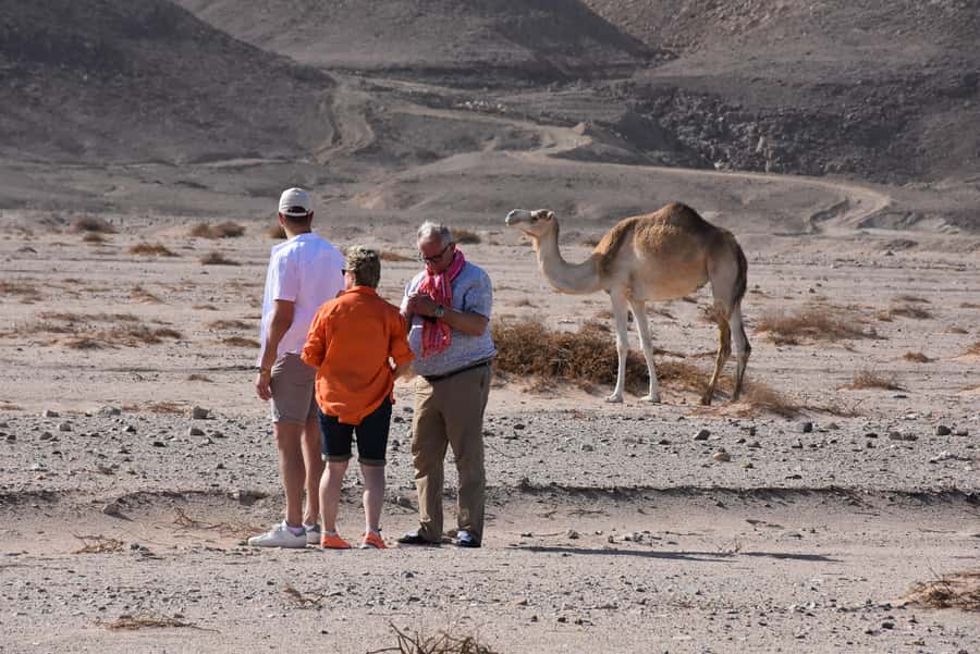 Hurghada: Camel Ride & horse ride and Off-Road Jeep Tour - One hour between mountains and valleys by camel