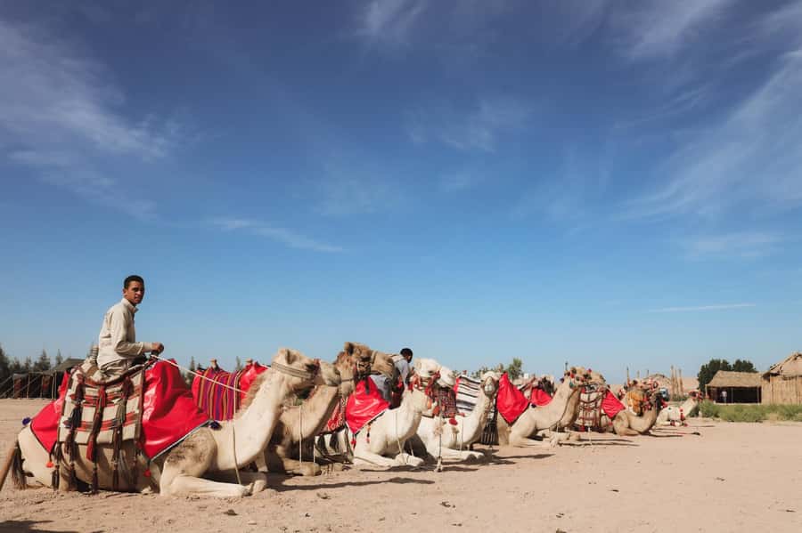 Hurghada: Camel Ride & horse ride and Off-Road Jeep Tour - Choosing sunrise, morning, or sunset