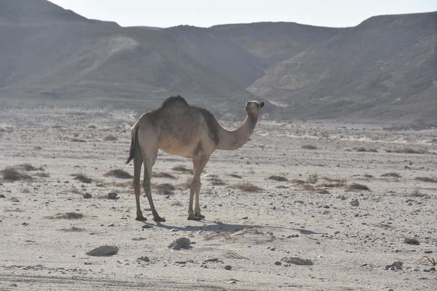 Hurghada: Camel Ride & horse ride and Off-Road Jeep Tour - Dinner and stars after dark
