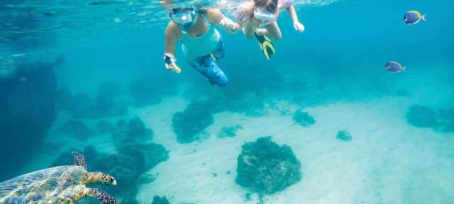 Hurghada: Day Snorkeling with Dolphins - Key points at a glance