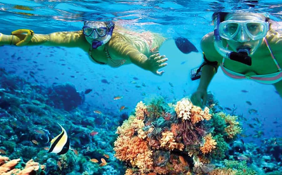 Hurghada: Day Snorkeling with Dolphins - The main event at Dolphin Reef