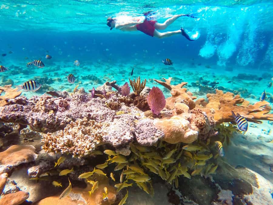 Hurghada: Day Snorkeling with Dolphins - Boarding the boat and handling the first wait