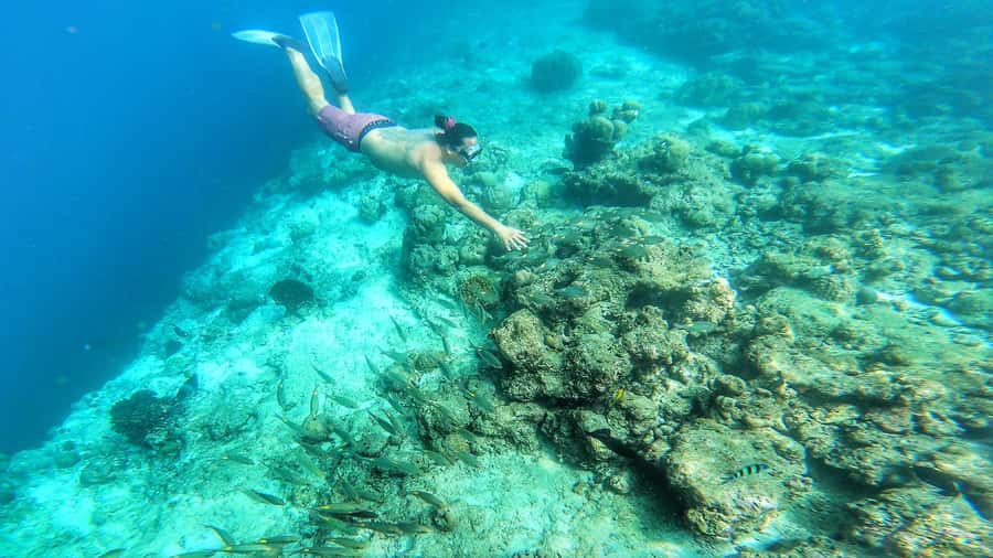 Hurghada: Day Snorkeling with Dolphins - Lunch, drinks, and the towable tube