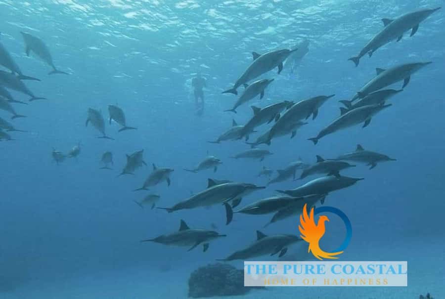 Hurghada: Day Snorkeling with Dolphins - What the $42 price really covers