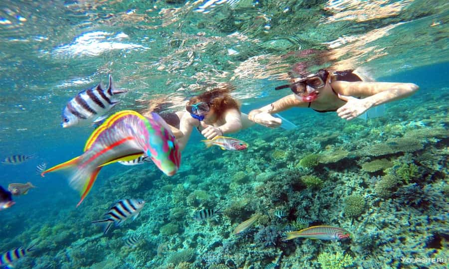 Hurghada: Day Snorkeling with Dolphins - Equipment, clothing, and safety