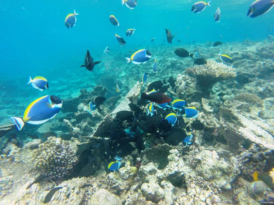 Hurghada: Day Snorkeling with Dolphins - Leaving your hotel for the marina
