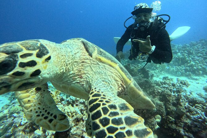 Hurghada Diving Adventure one Day with two Dives Boat Trip - The practical details that matter