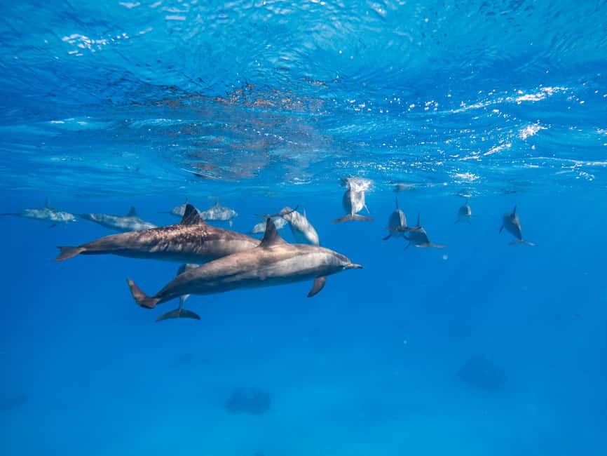 Hurghada: Dolphin & Coral Reef Snorkeling Tour with Lunch - The crew makes a real difference