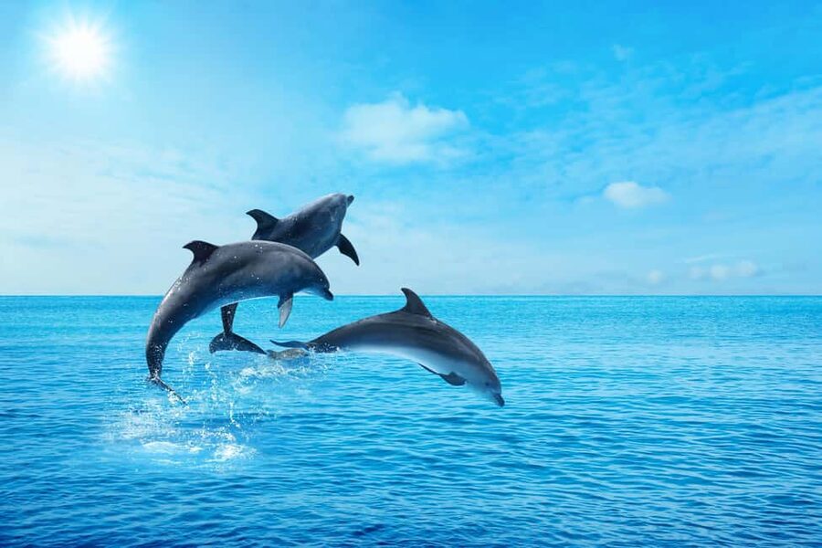 Hurghada: Dolphin & Coral Reef Snorkeling Tour with Lunch - Transfers and meeting the boat in Hurghada