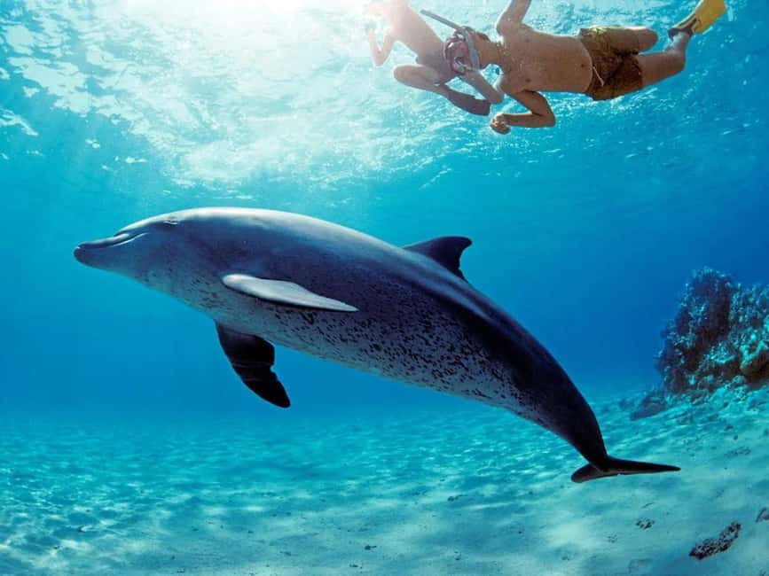 Hurghada: Dolphin Cruise with Snorkeling & Buffet Lunch - Practical tips before you go