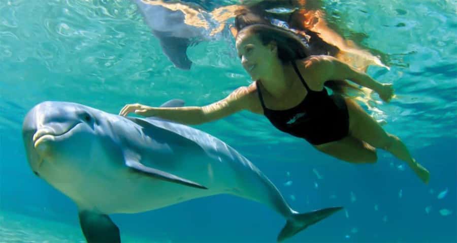 Hurghada: Dolphin watch Cruise with optional pickup - Key points to know before you book