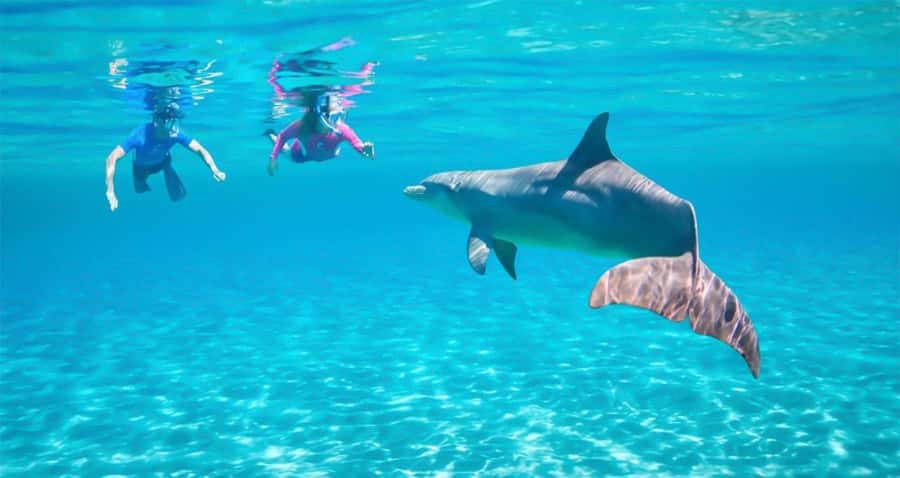 Hurghada: Dolphin watch Cruise with optional pickup - From Hurghada Marina to the Red Sea