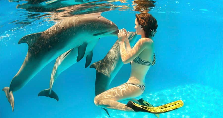 Hurghada: Dolphin watch Cruise with optional pickup - What you see at the first reef stop