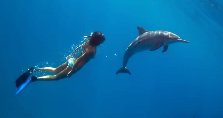 Hurghada: Dolphin watch Cruise with optional pickup - The dolphin search needs realistic expectations