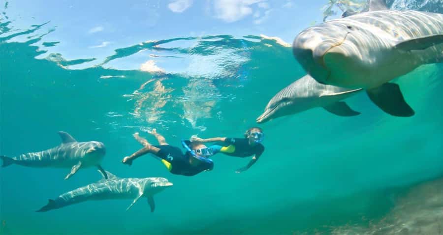Hurghada: Dolphin watch Cruise with optional pickup - Lunch and drinks on the return route