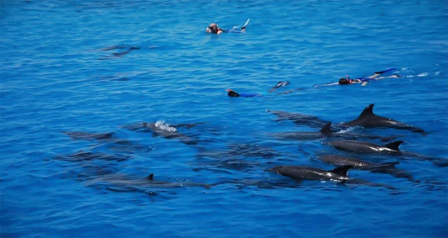 Hurghada: Dolphin watch Cruise with optional pickup - Is $32 good value?