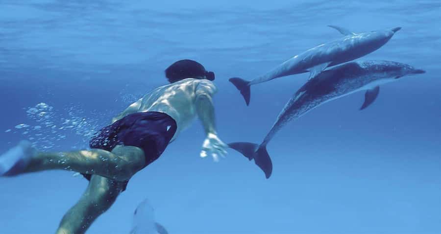 Hurghada: Dolphin watch Cruise with optional pickup - Booking details and useful preparation