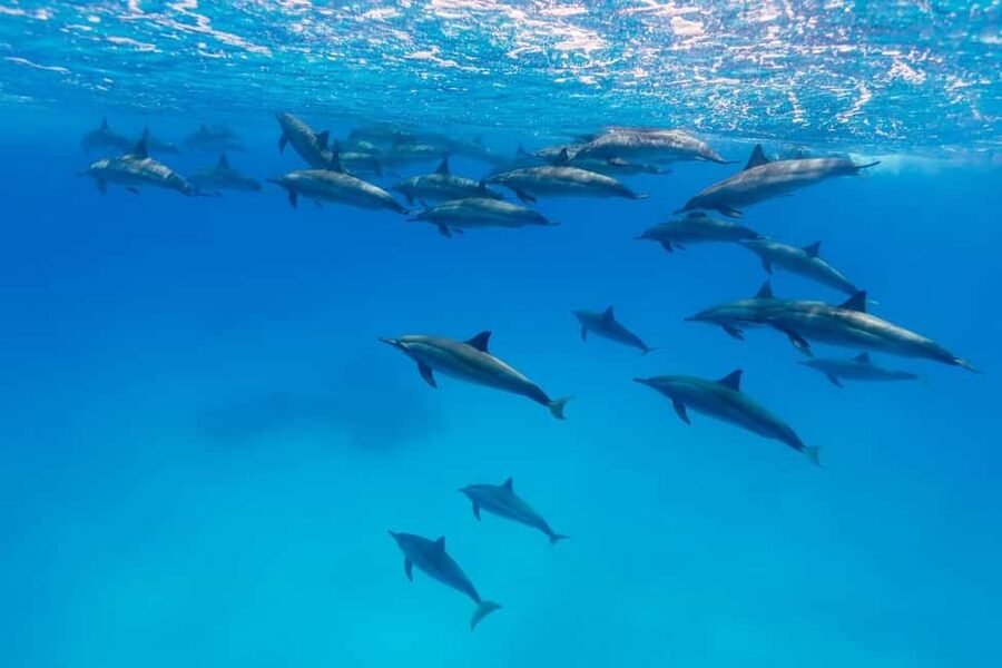 Hurghada: Dolphin Watching Boat Tour with Snorkeling & Lunch - Who Should Book This Hurghada Boat Tour?