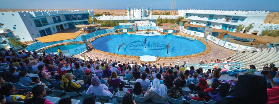 Hurghada: Dolphin World Show with Walruses and Pickup - What the Dolphin World show is really like