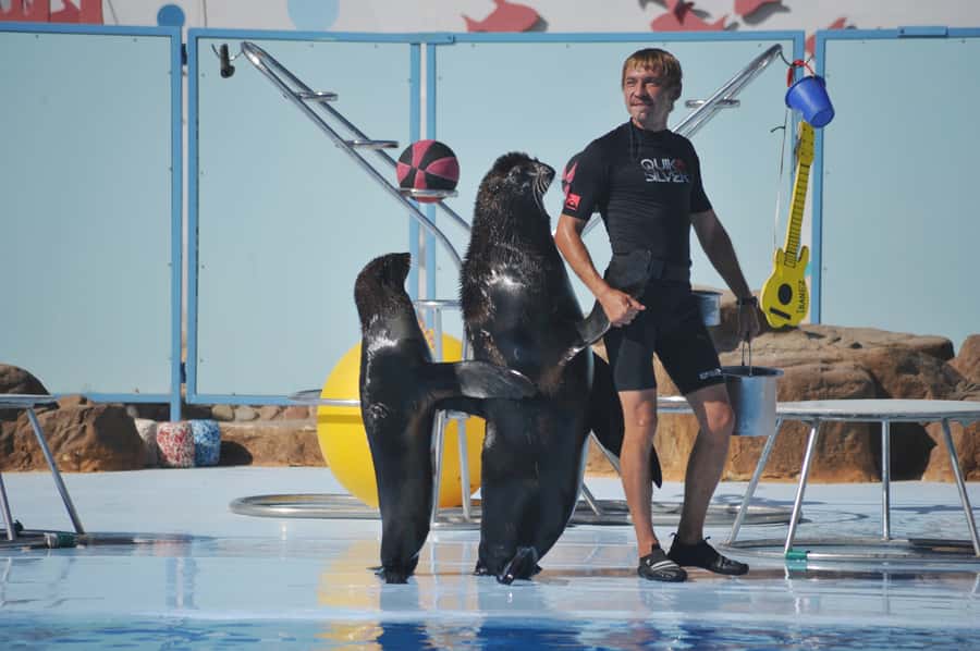 Hurghada: Dolphin World Show with Walruses and Pickup - Finding your seat and getting ready