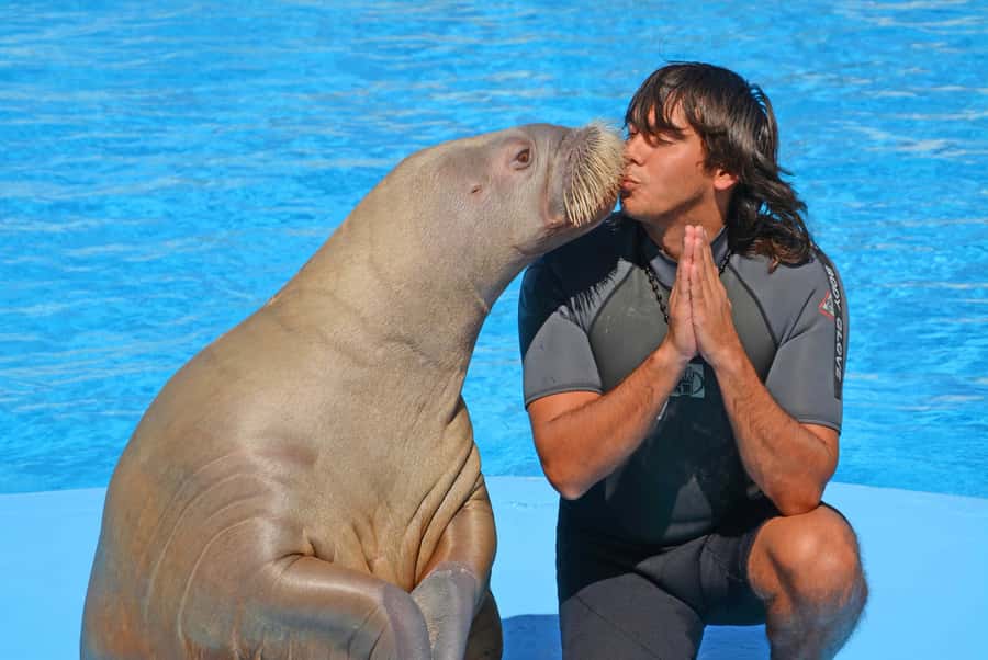 Hurghada: Dolphin World Show with Walruses and Pickup - Sea lions, the walrus, and extra animals