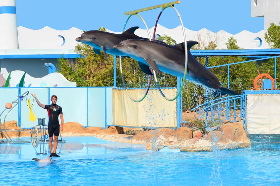 Hurghada: Dolphin World Show with Walruses and Pickup - Dolphin swimming and photo sessions