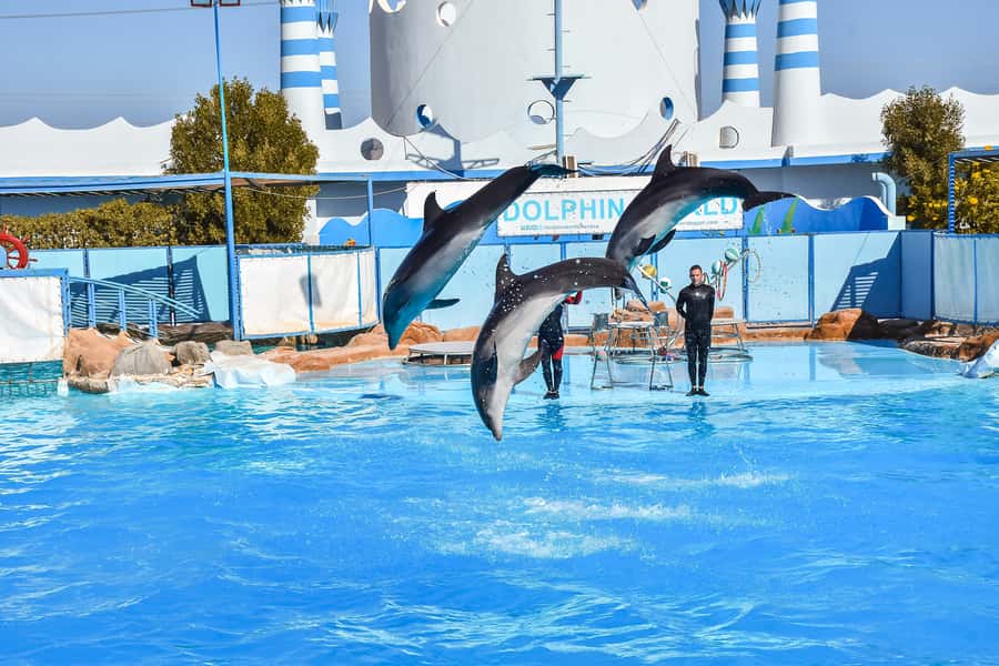 Hurghada: Dolphin World Show with Walruses and Pickup - The practical weak spots