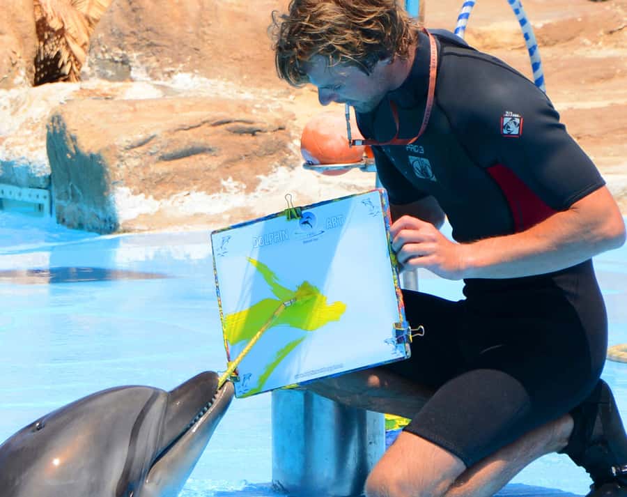 Hurghada: Dolphin World Show with Walruses and Pickup - From your hotel to the outdoor arena