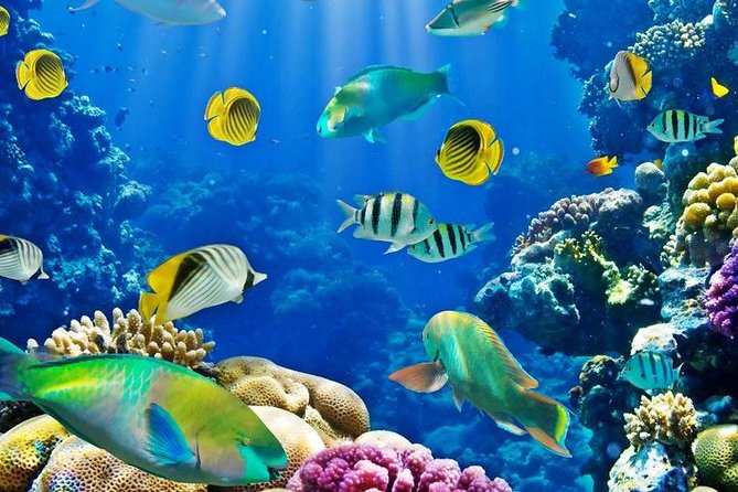 Hurghada: Full-Day Diving Tour with Lunch & Two Dive Sites - What happens at the first underwater site