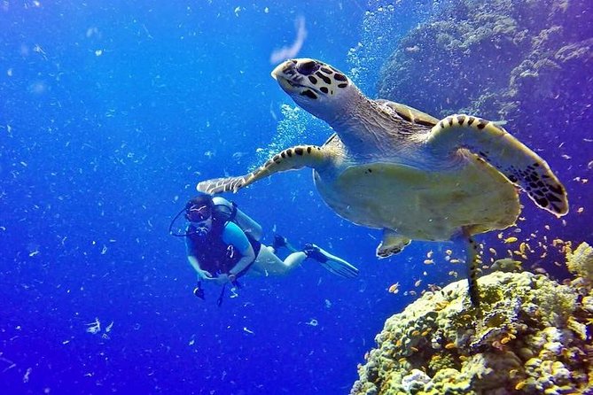 Hurghada: Full-Day Diving Tour with Lunch & Two Dive Sites - Is $26 good value for a full day?