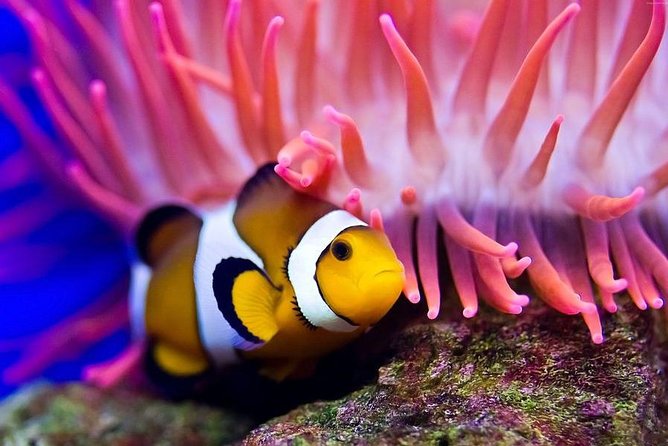 Hurghada: Full-Day Diving Tour with Lunch & Two Dive Sites - Who should book this Hurghada outing?