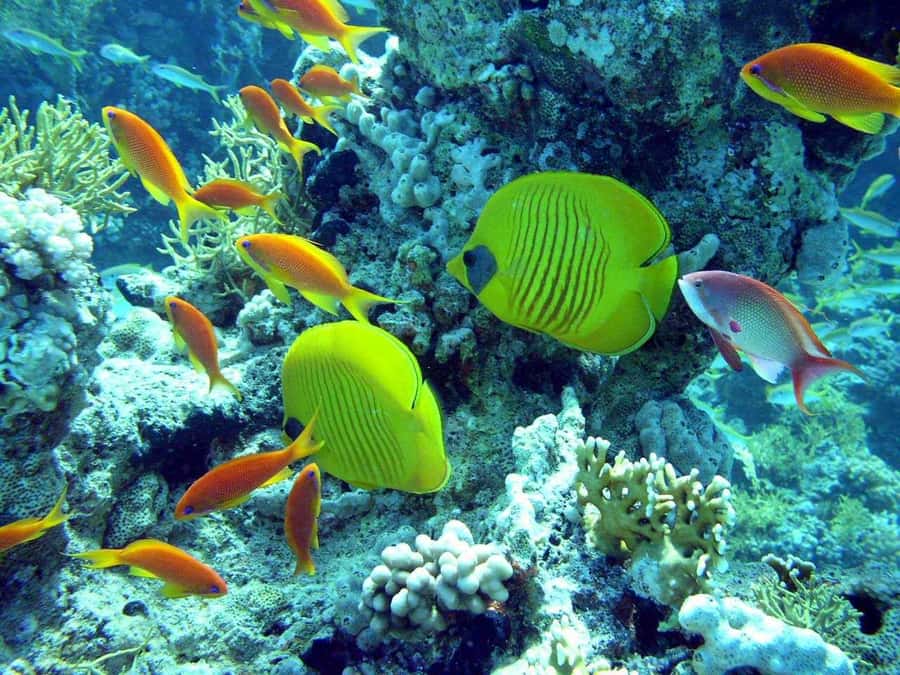 Hurghada: Full-Day Scuba Diving Tour with 2 Sites and Lunch - Two Red Sea sites in one seven-hour day