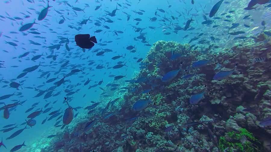 Hurghada: Full-Day Scuba Diving Tour with 2 Sites and Lunch - Guides who make the biggest difference