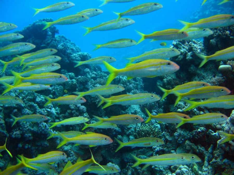 Hurghada: Full-Day Scuba Diving Tour with 2 Sites and Lunch - What the first underwater session feels like
