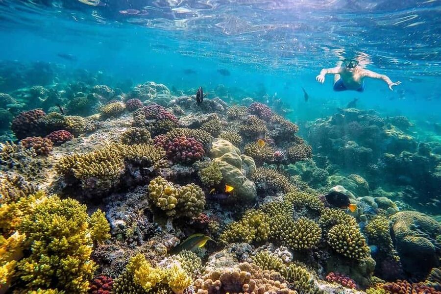 Hurghada: Full-Day Snorkeling Tour in Sharm El Naga w/Lunch - Snorkeling over coral and fish