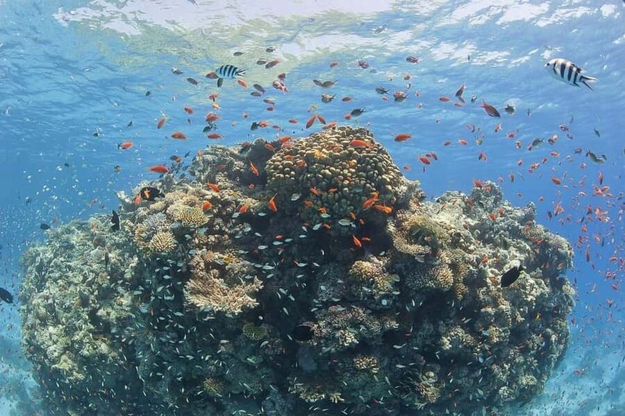 Hurghada: Full-Day Snorkeling Tour in Sharm El Naga w/Lunch - What the $75 price really buys you