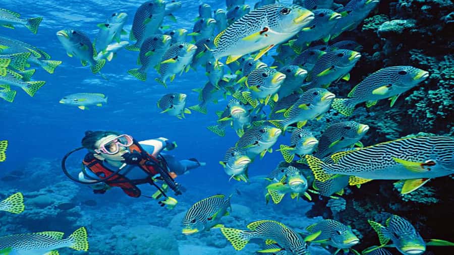 Hurghada:Luxury Diving & Snorkeling inc/Island/Lunch/Massage - Sailing to Orange Bay for 75 minutes
