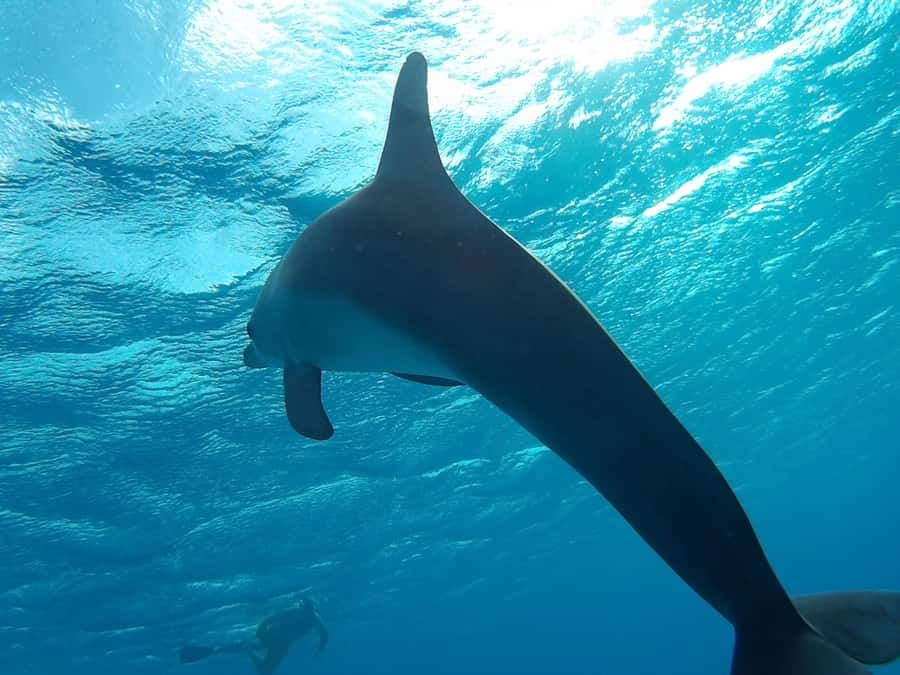 Hurghada: Luxury Orange Bay w/Snorkeling, Massage and Diving - How much value do you get for $58?