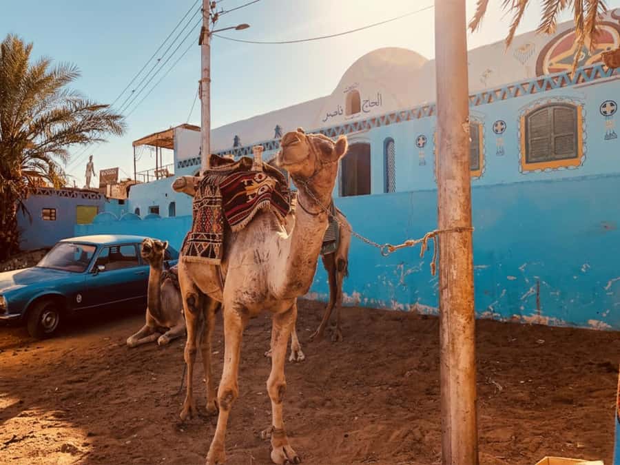 Hurghada: Morning Quad Bike Tour, Camel Ride and Transfer - What the Hurghada desert ride is really like